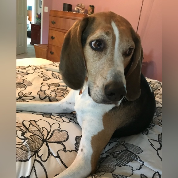 Treeing walker coonhound explained - Picture 5 of 15